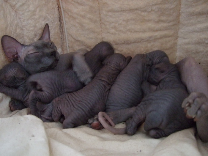 Don Sphynx et ses chatons