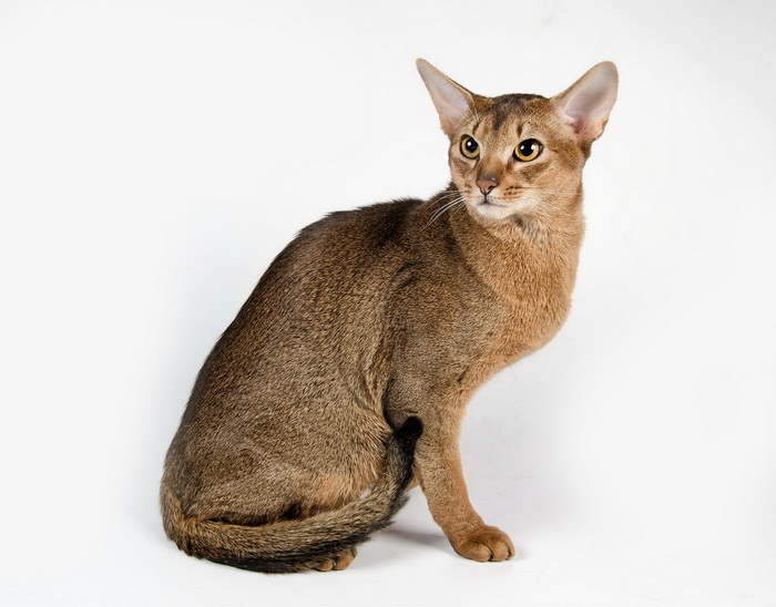 Abyssinien sur la photo