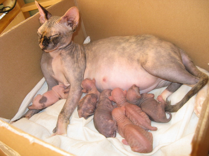 Sphynx canadien et chatons