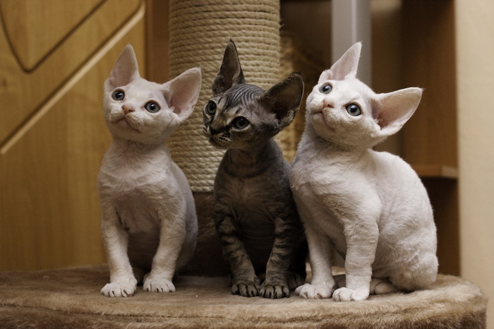 chatons Devon Rex