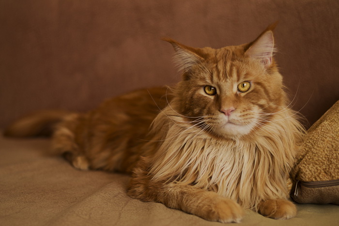 Maine Coon