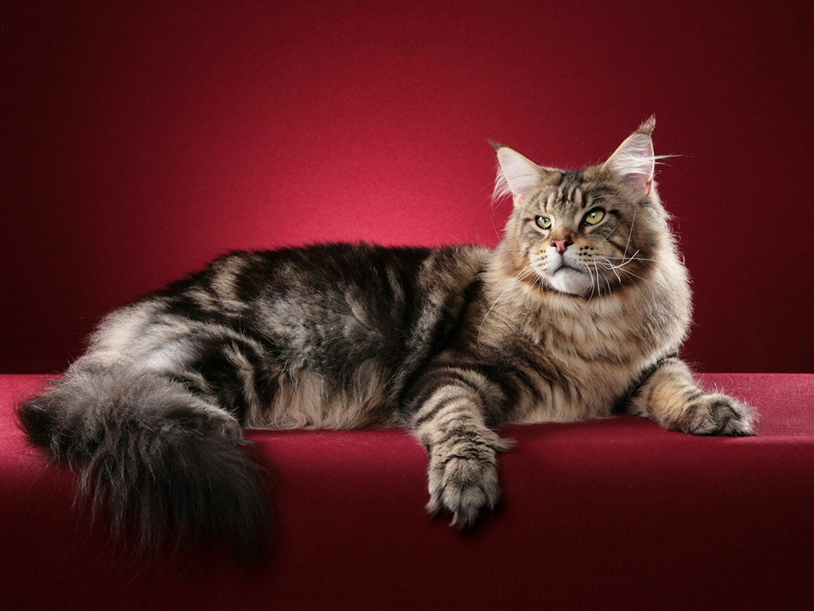 Maine Coon