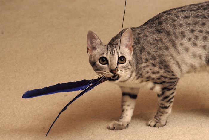 Mau égyptien jouant