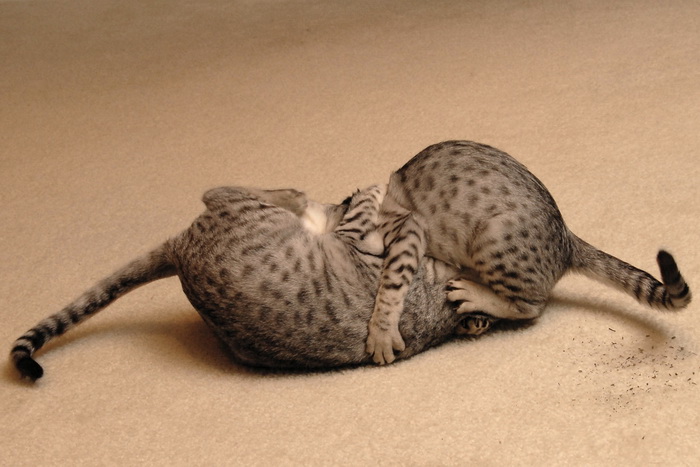 Mau égyptien jouant