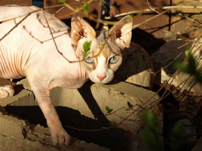 photo de Sphynx canadien