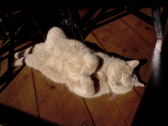 Le chat britannique dort