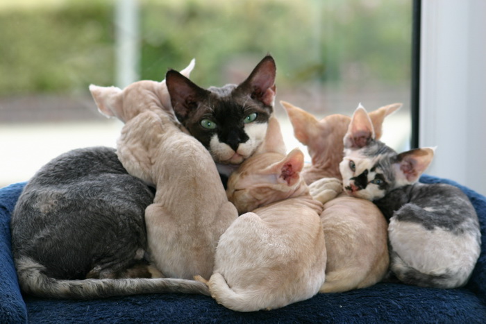 Devon Rex avec ses chatons