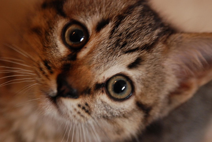 Chaton californien pailleté