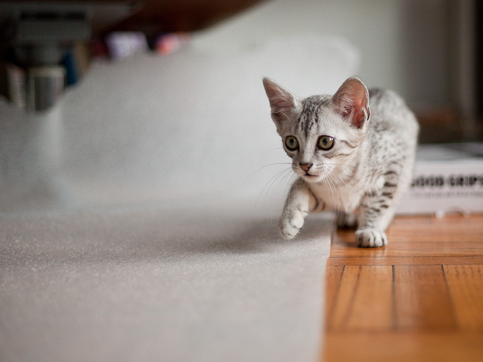 Mau égyptien en photo