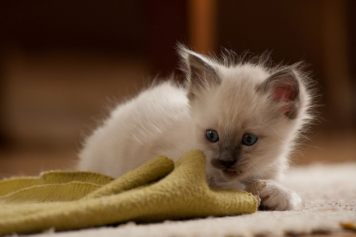chaton birman