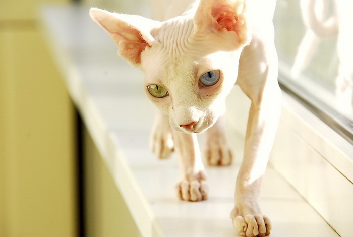 Sphynx blanc canadien