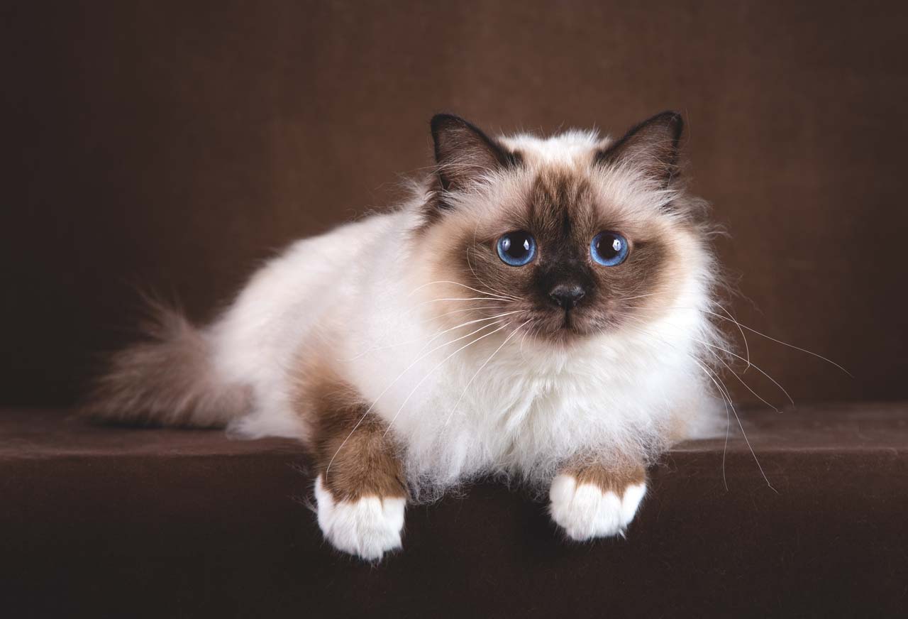 chat birman