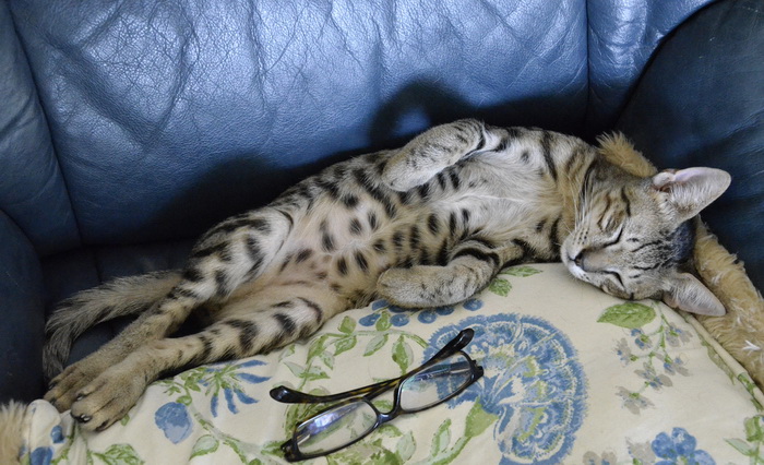 Mau égyptien endormi