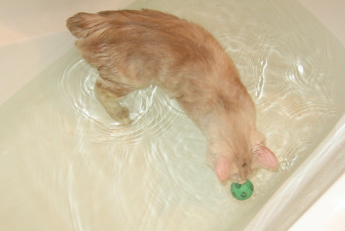 Bobtail des Kouriles prenant un bain