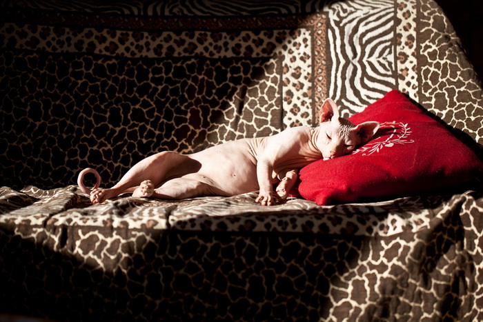 Photo du Sphinx de Donskoï