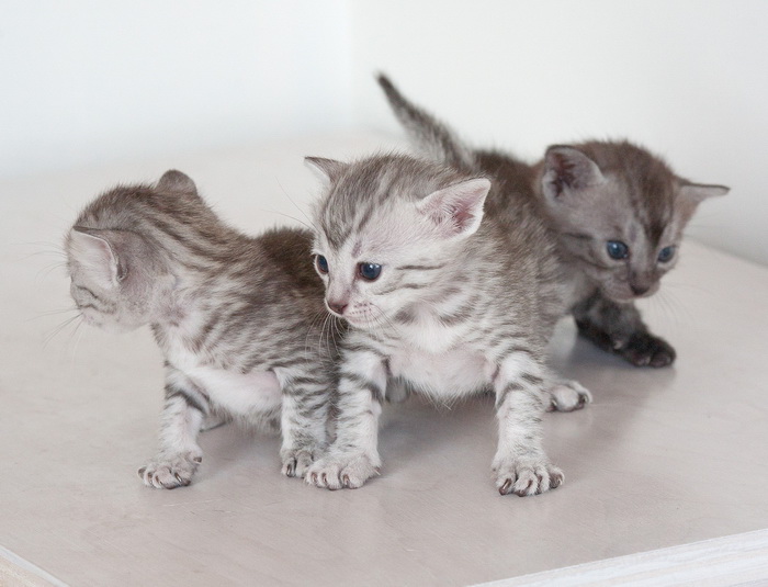 Chatons Mau égyptiens