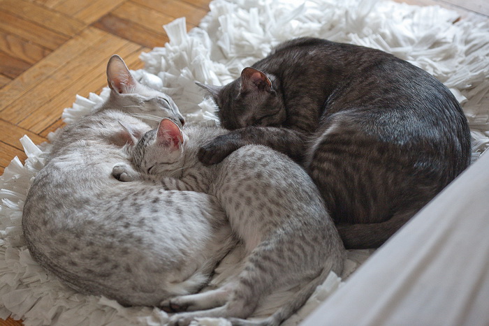 Mau égyptien endormi