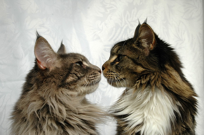 Maine Coons