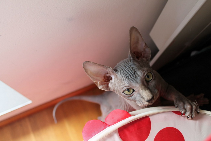 Sphynx canadien foncé