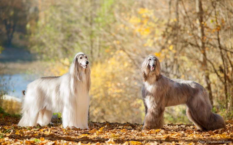 deux lévriers afghans
