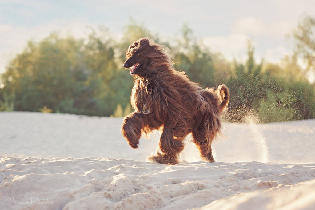 magnifique lévrier afghan