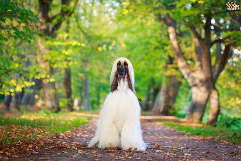 lévrier afghan blanc