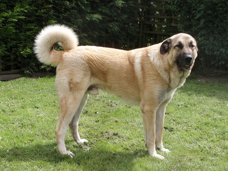 standard de la race du Berger d'Anatolie