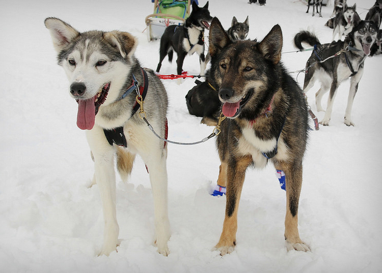 Huskies d'Alaska en harnais