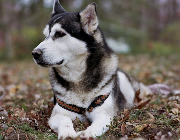Husky d'Alaska