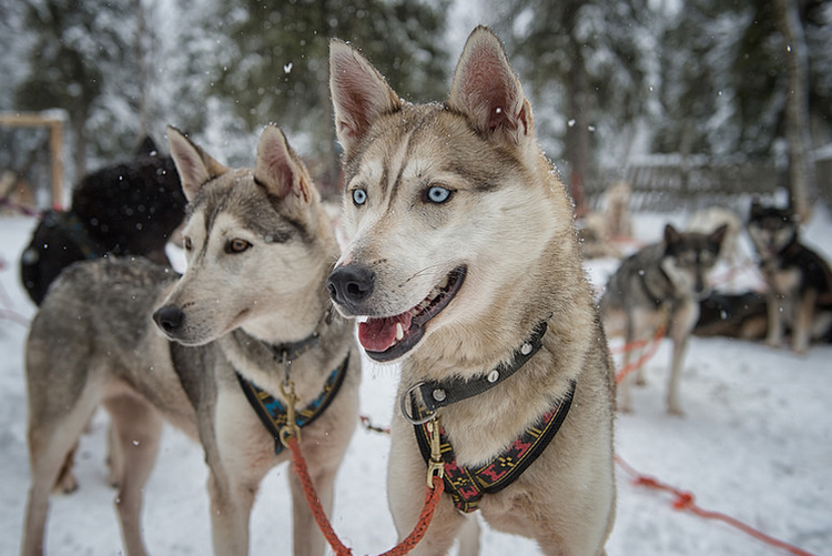 race Husky d'Alaska