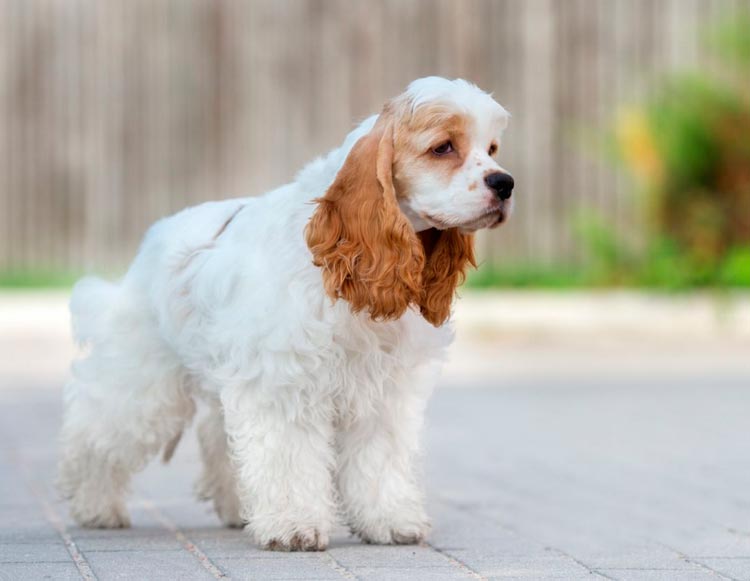Personnalité du Cocker Spaniel Américain