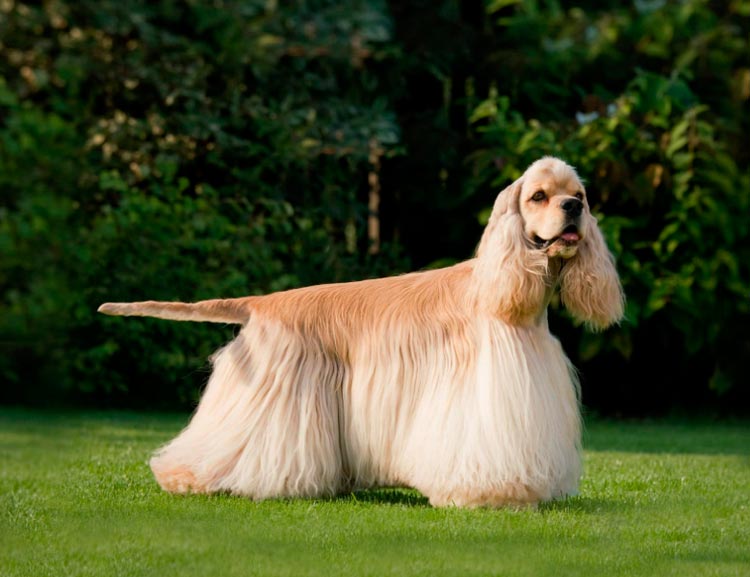 Classe d'exposition de Cocker Spaniel Américain