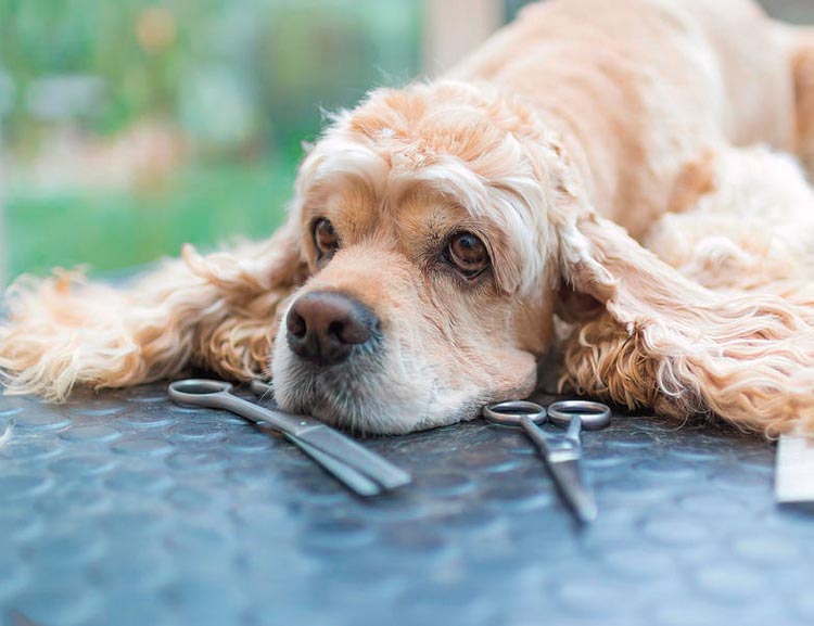 toilettage du Cocker Spaniel Américain