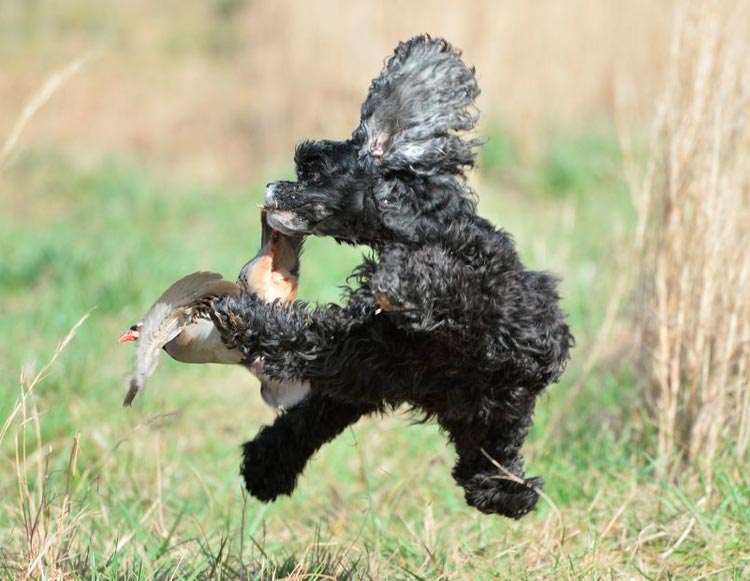 Cocker Spaniel américain à la chasse