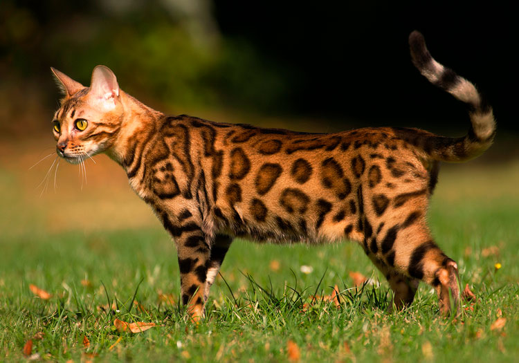 race de chat du Bengale