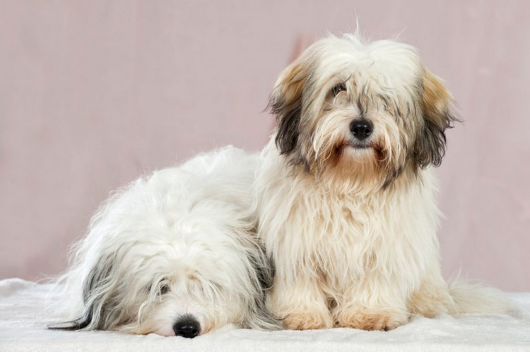 deux Cotons de Touloirs