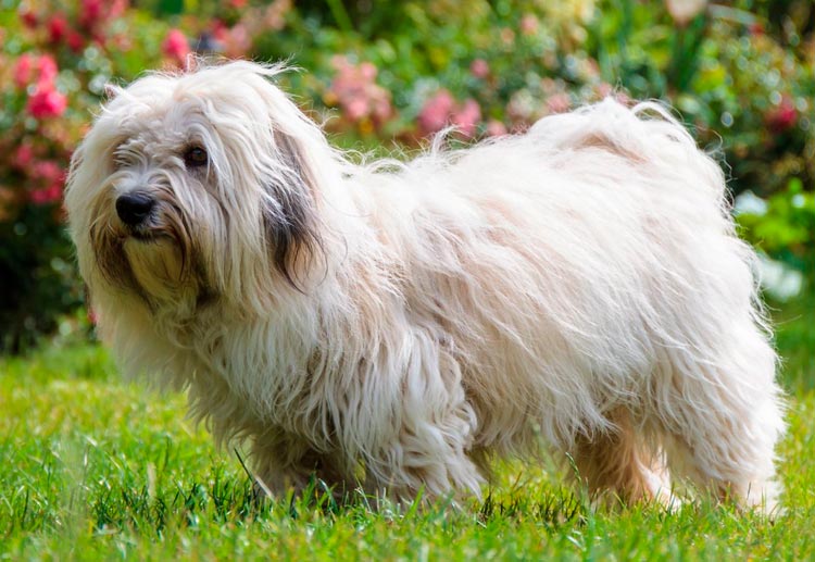 Coton de Tuléar standard