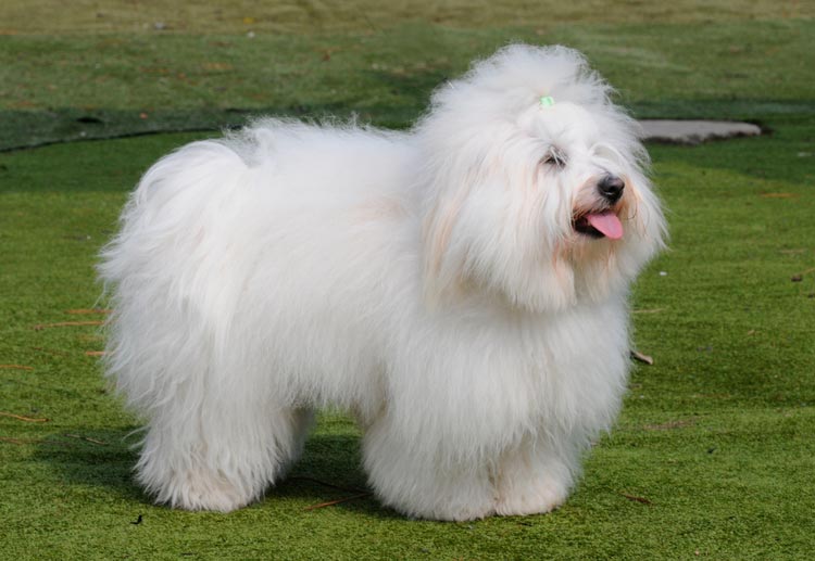 Toilettage du Coton de Tuluar