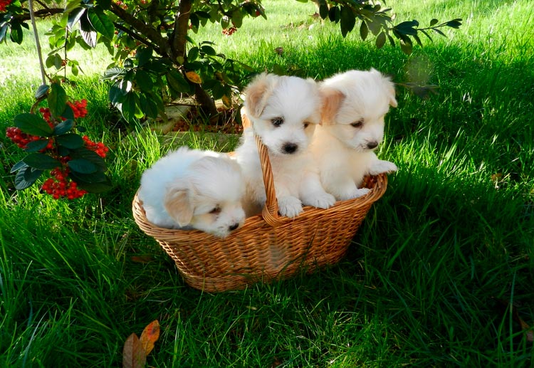 chiots Coton de Tuléar