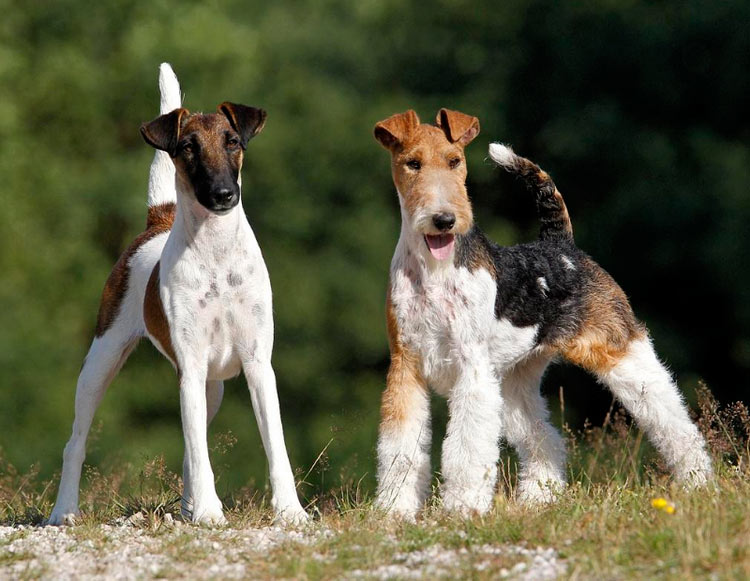 Fox Terrier à poil lisse et à poil dur