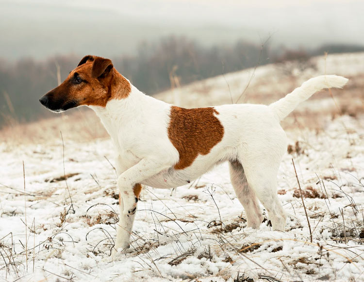 Fox Terrier à poil lisse