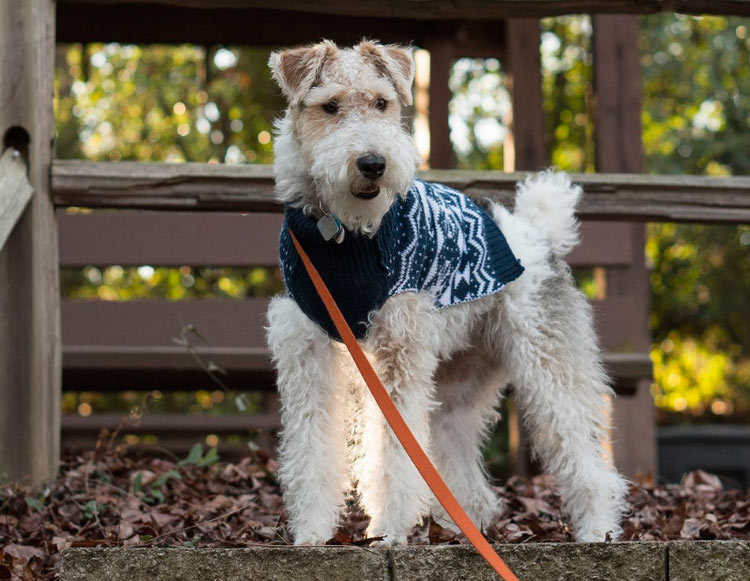 fox terrier à poil dur