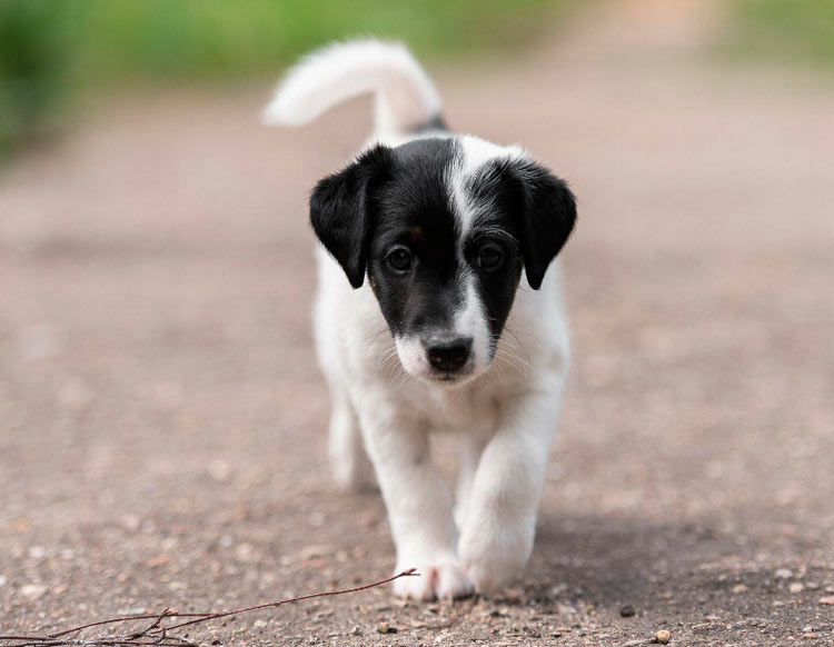 chiot fox terrier