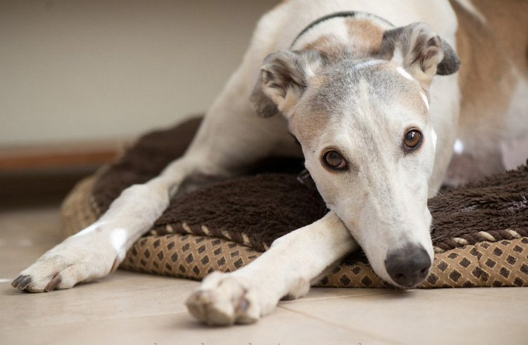 Greyhound dans l'appartement