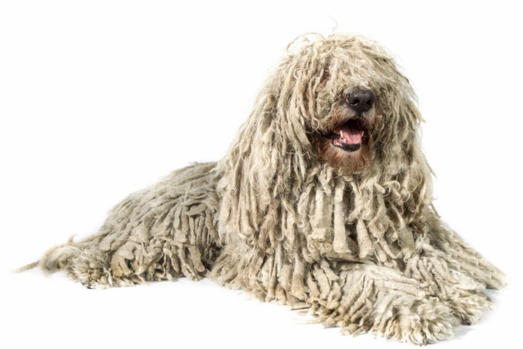 race de chien Komondor