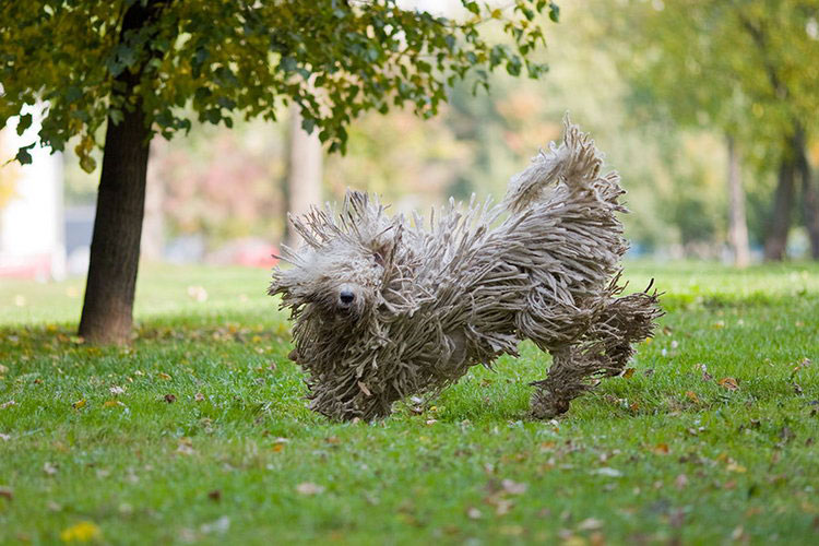 Komondor saute