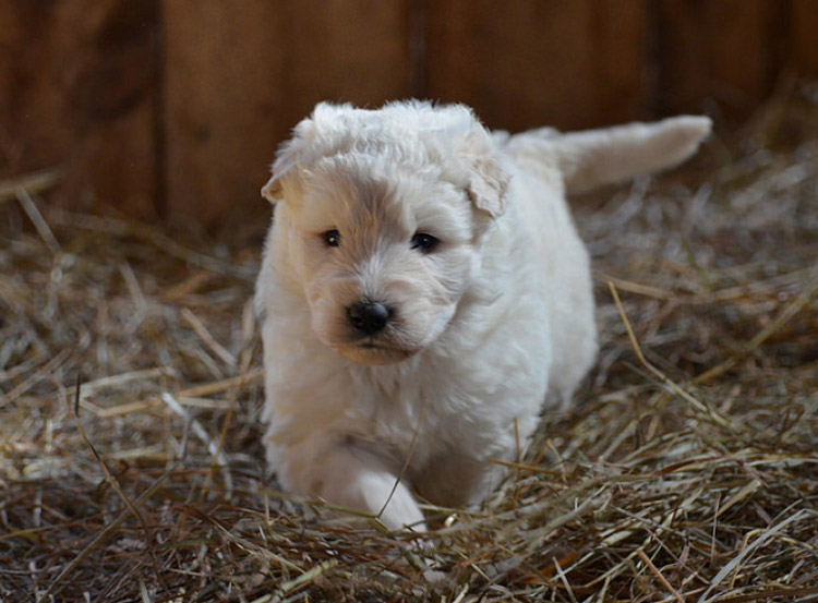 Chiot Komondor