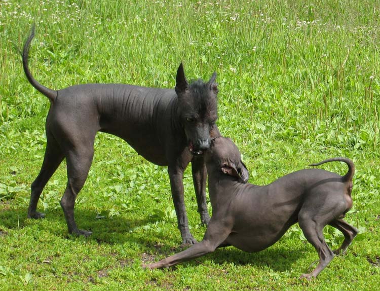 Chiens Xoloitzcuintle