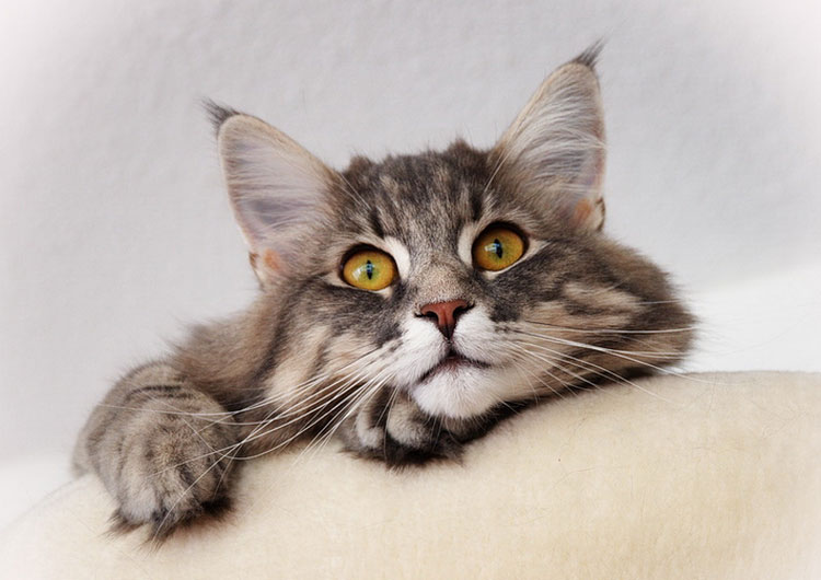 Chat des forêts norvégiennes