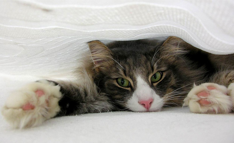 photo du chat des forêts norvégiennes